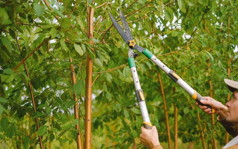 Tree trimming in Cayuga, NY
